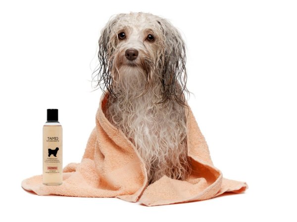 Hund mit Handtuch und Shampoo-Tamei